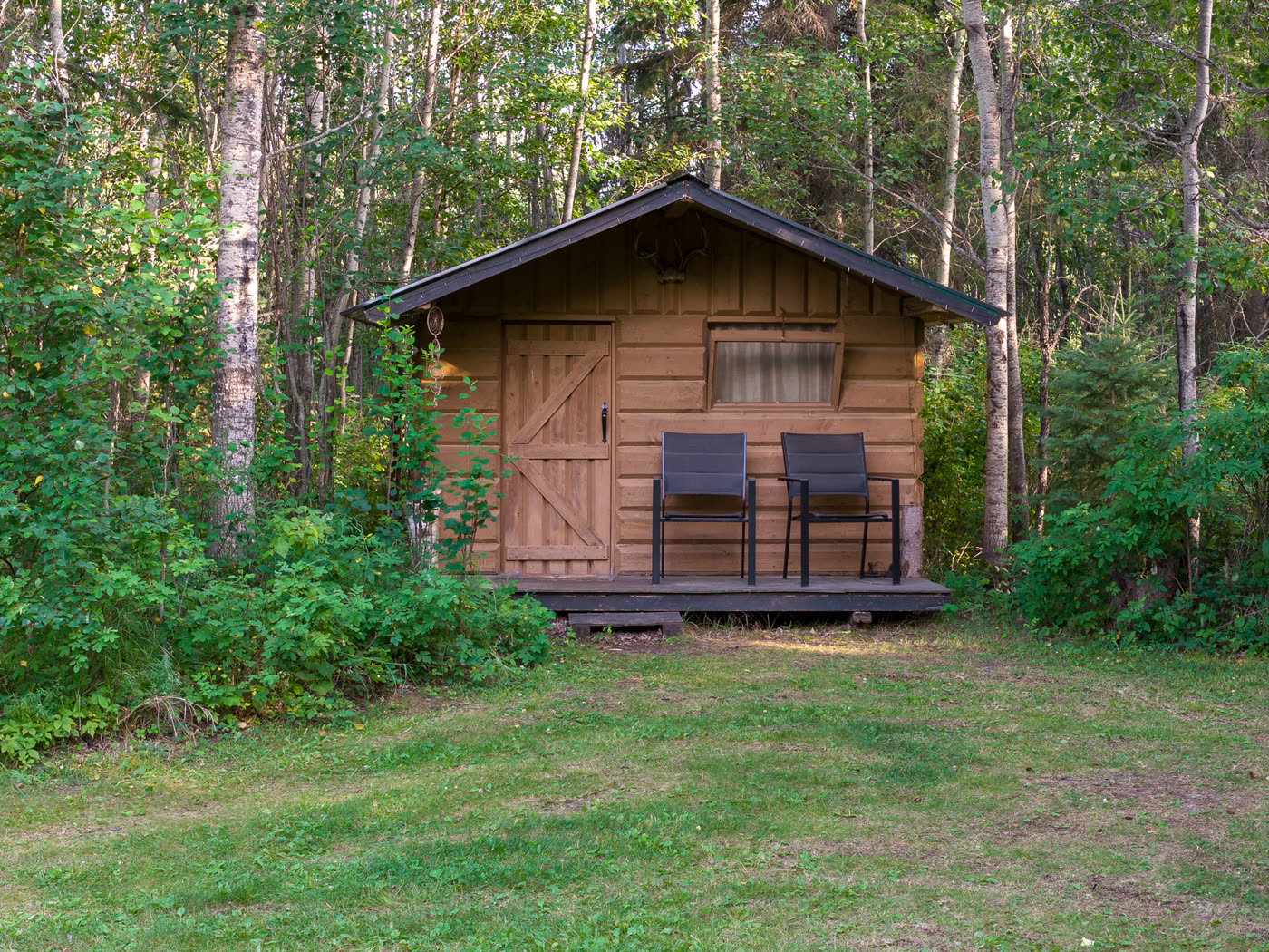 The bunkie in its clearing, birches behind it