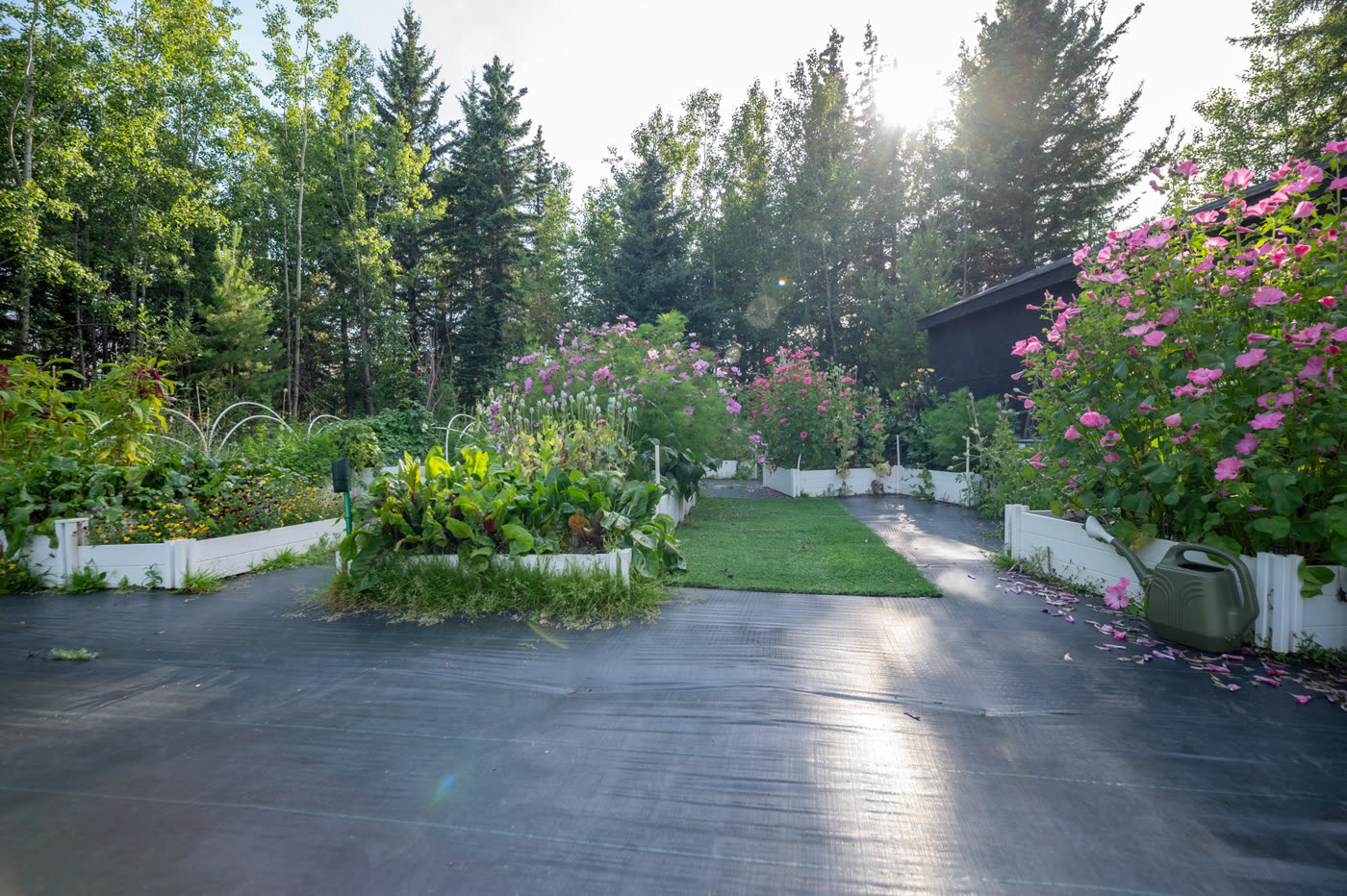 Planted beds running along the drive, in full flower
